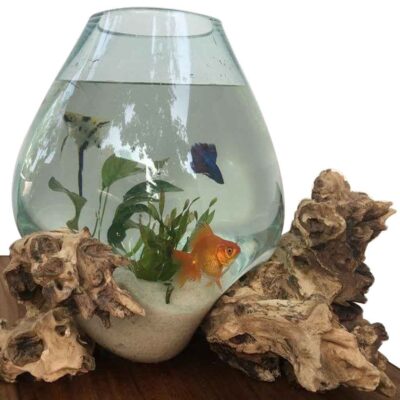 Glass Terrarium on Gamal Wood Base - Large Size (25-30CM)