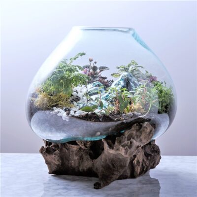 Glass Terrarium on Gamal Wood Base - Extra Large Size (41cm)