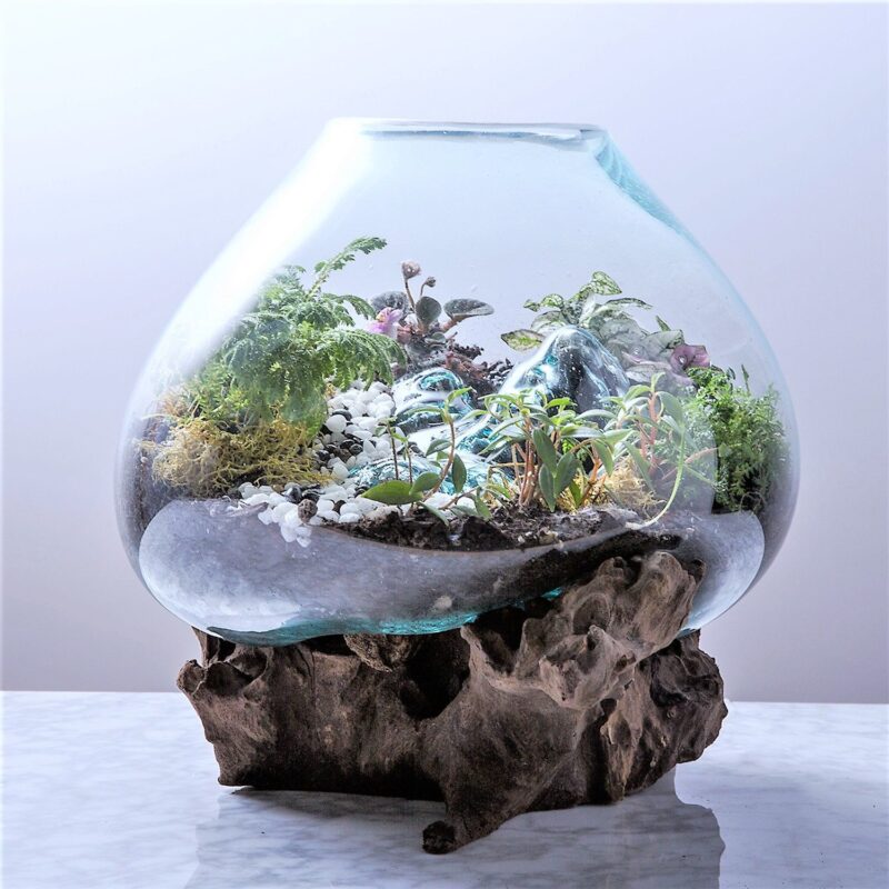 Glass Terrariums
